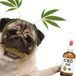 Things Cbd Pet Owners Should Remember When Giving Them the Nutrient