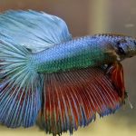 Betta Fish: The Perfect Pet for Your Kiddos‍