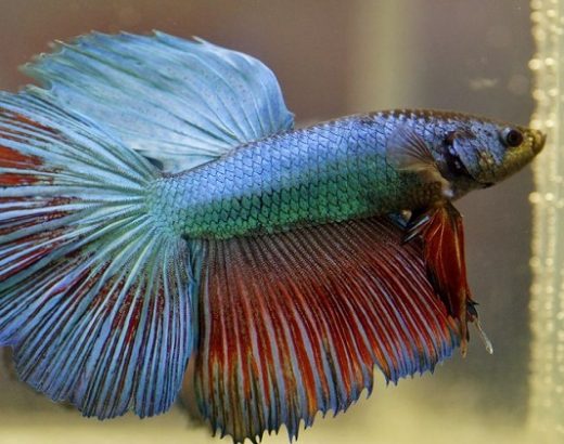 Betta Fish: The Perfect Pet for Your Kiddos‍