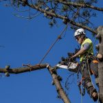 How Much Does It Cost to Hire an Arborist in Perth?