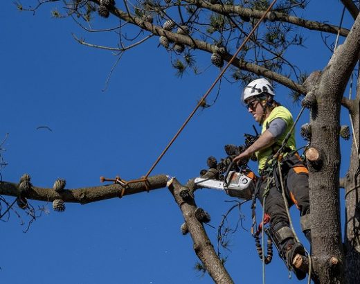 How Much Does It Cost to Hire an Arborist in Perth?