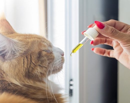 What’s the Best Organic CBD Oil for Cats?