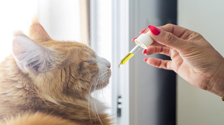 What’s the Best Organic CBD Oil for Cats?