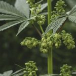 7 Interesting Facts About the Cannabis Plant