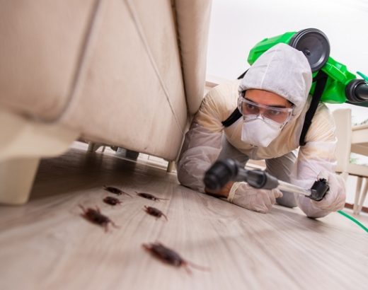Get Insights on How a Professional Pest Control Deals With Hidden Insects