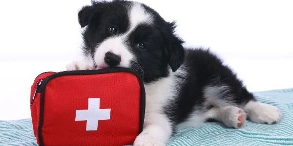 A Quick Guide to Pet First Aid