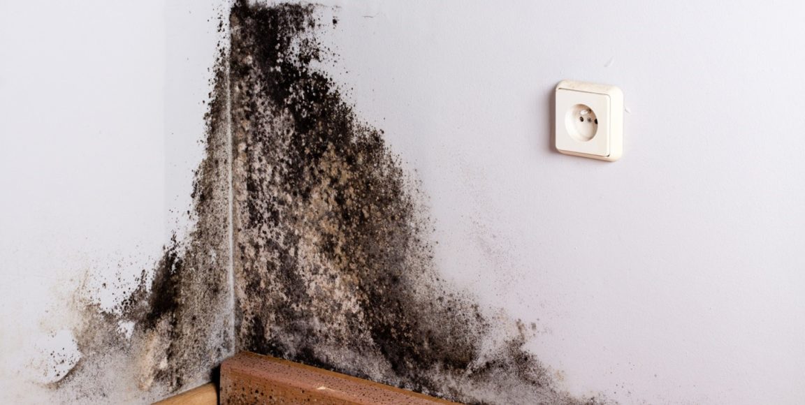 Is Your Home Healthy?: The Importance of Routinely Testing for Mold