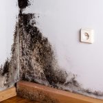 Is Your Home Healthy?: The Importance of Routinely Testing for Mold