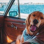 How to Ease Dog Anxiety During Car Rides
