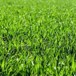What Are the Best Tips for a Green Lawn?