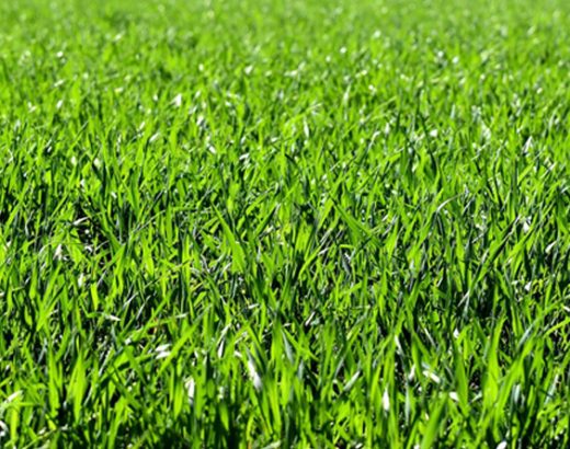 What Are the Best Tips for a Green Lawn?