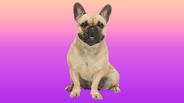 How to Sell French Bulldog Sperm?