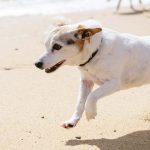 Managing Joint Swelling in Dogs: The Benefits of Early Intervention