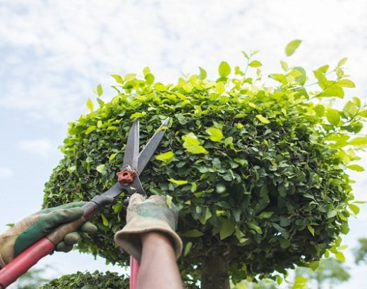 Importance Of Tree Trimming And Pruning For Tree Health