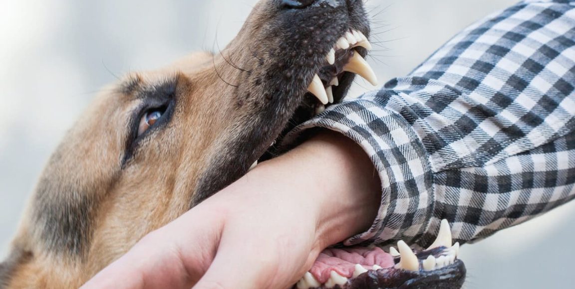 Things to know before filing a dog bite lawsuit in Atlanta