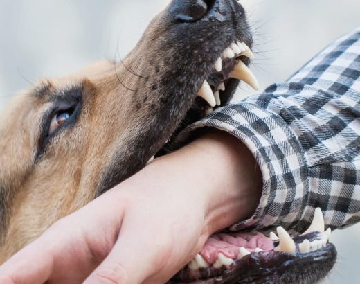 Things to know before filing a dog bite lawsuit in Atlanta