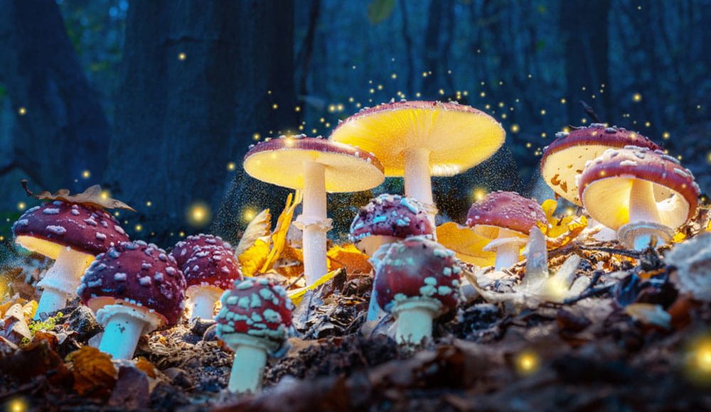Navigating the legal landscape of magic mushrooms: Understanding the laws and regulations