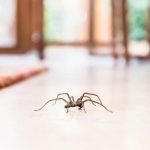 How to Spot and Prevent a Spider Infestation in Your Home
