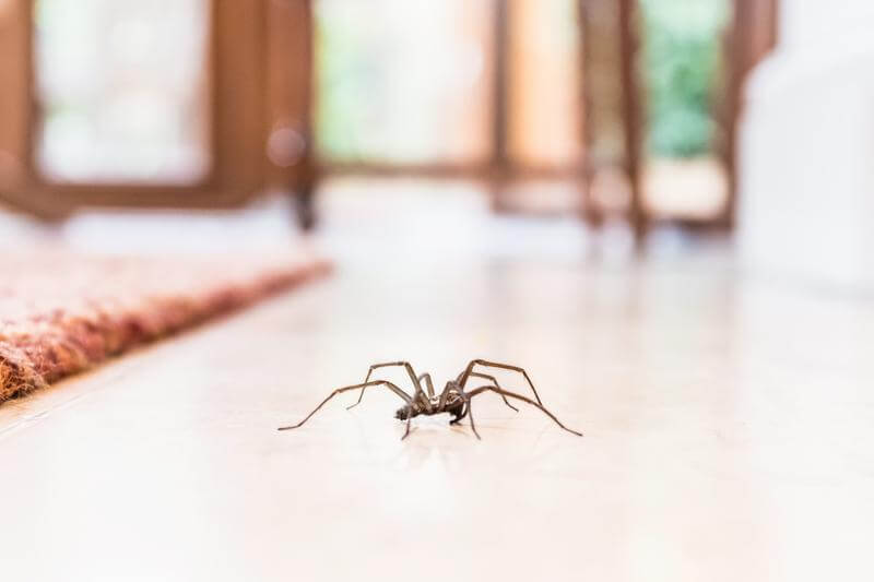 How to Spot and Prevent a Spider Infestation in Your Home