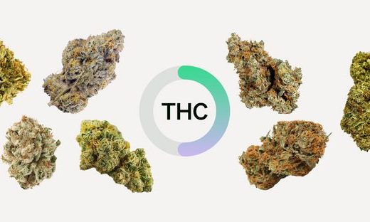 5 of the Best Cannabis Strains