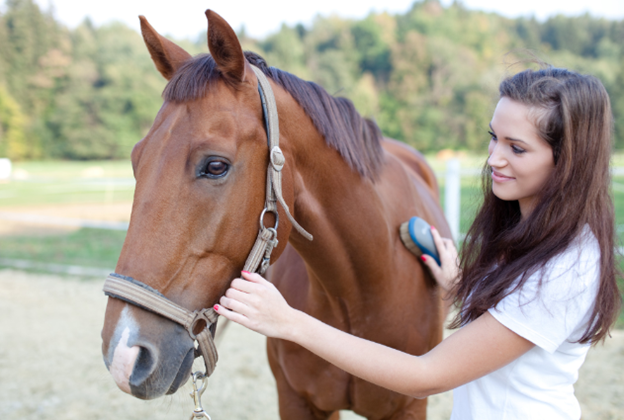 A Quick Guide to Horseback Riding for Beginners