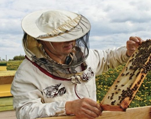 How to Start Your Own Beehive