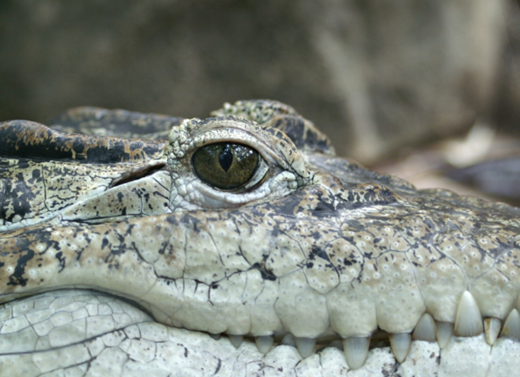 5 Interesting Facts About Alligators