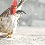 The Legality of Cock Fighting