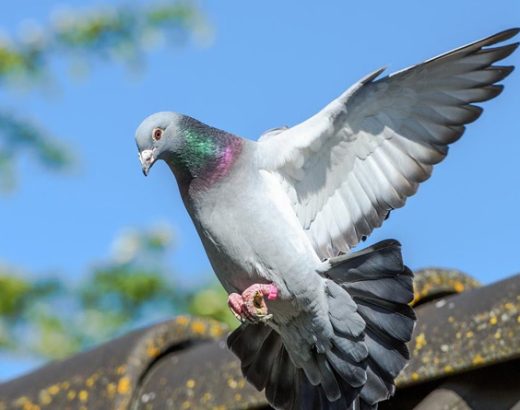 How to Keep Pigeons Away from Your Property: Essential Bird Control Techniques