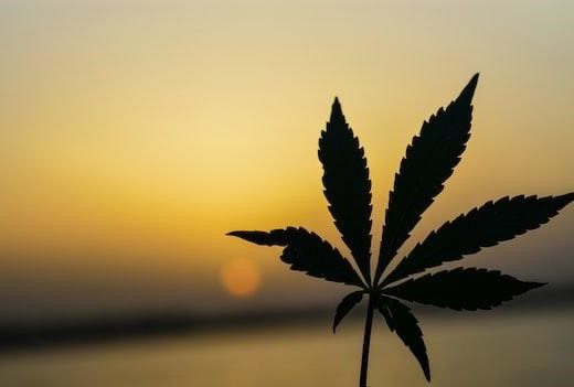 sustainable medical marijuana dispensary