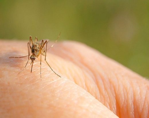 Columbia’s Mosquito Control: The Role of Community Efforts