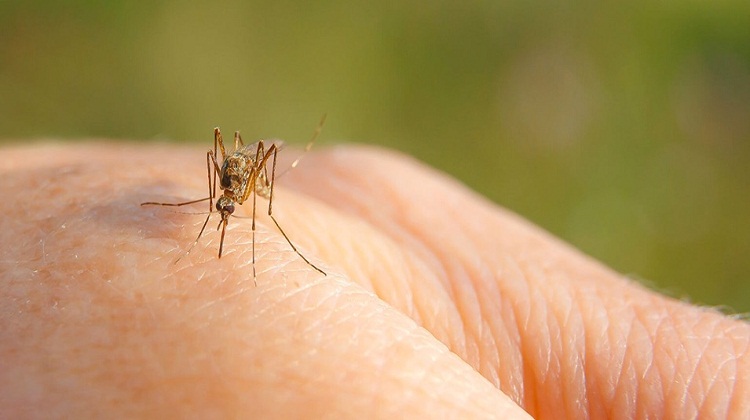 Columbia’s Mosquito Control: The Role of Community Efforts