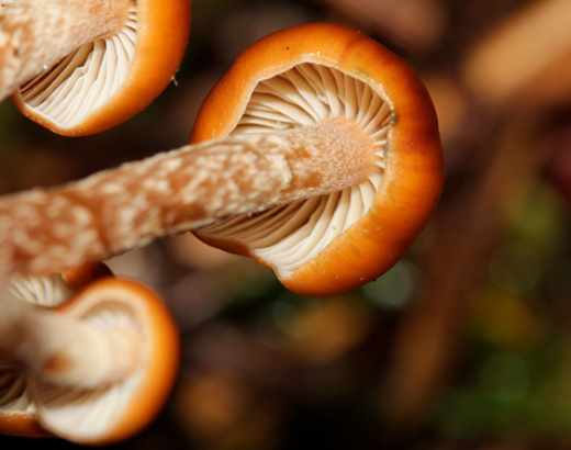 Unlocking the Secrets of Psilocybe Baeocystis: A Comprehensive Overview