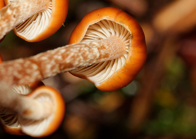Unlocking the Secrets of Psilocybe Baeocystis: A Comprehensive Overview