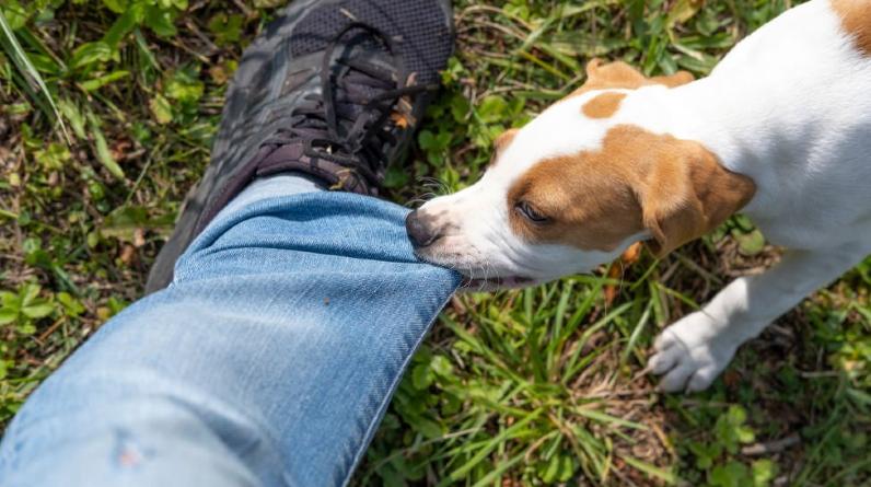 What To Do If You Are Bitten By a Dog?
