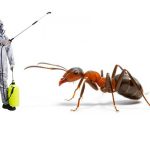 Professional Ant Control Services: Investing in Your Property’s Future