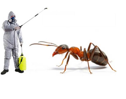 Professional Ant Control Services: Investing in Your Property’s Future