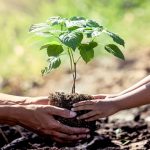 4 Reasons To Consider A Tree Planting Memorial For Your Loved One