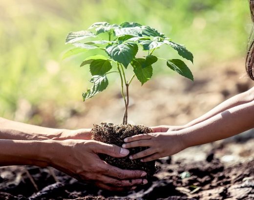4 Reasons To Consider A Tree Planting Memorial For Your Loved One