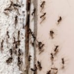 Outsmart the Ants, Not Yourself — Safe Strategies for Outlet Invaders in Miami