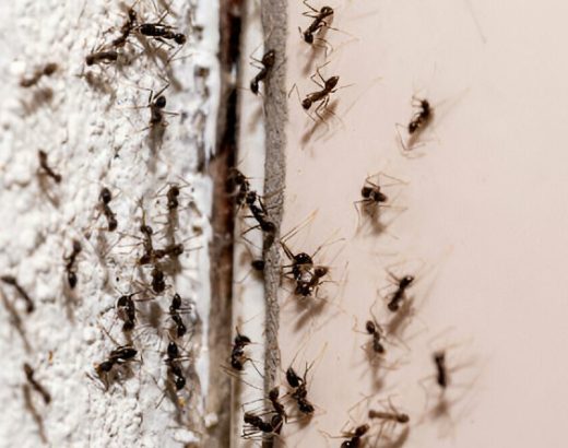 Outsmart the Ants, Not Yourself — Safe Strategies for Outlet Invaders in Miami